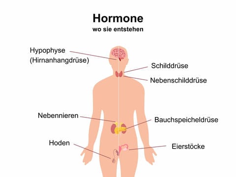Hormone: Wo sie im Körper entstehen – © Canva