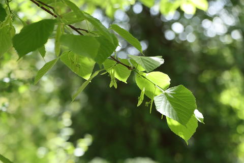 Linde im Garten - © Schwabe Austria