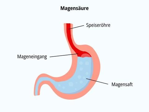 Magensäure ist wichtig für unsere Verdauung - © Canva