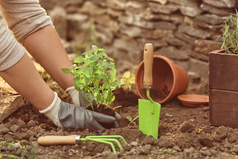 Wie Minze am Besten eingepflanzt wird - © Pixel-Shot/stock.adobe.com