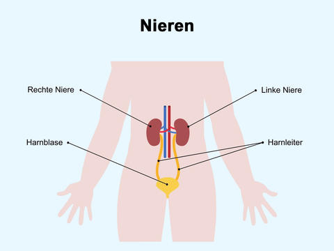 Die Nieren sind für die Entgiftung zuständig - © Canva