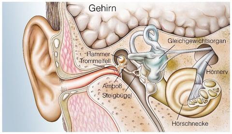 Ohr: Aufbau und Funktion - © Henrie/stock.adobe.com
