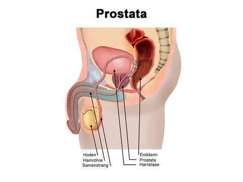 Prostata: Anatomie, Lage und Aufgaben - © elvira gerecht/stock.adobe.com