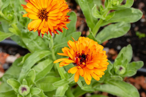 Ringelblume im Garten - © Schwabe Austria