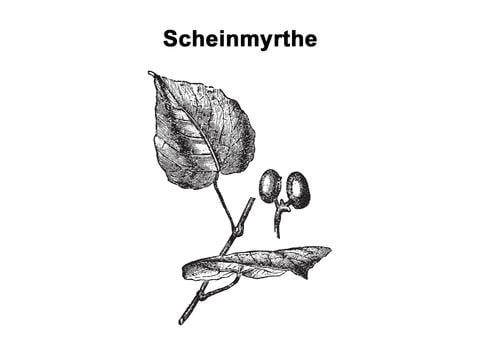 Indische Scheinmyrthe: Wie sie gegen Schwindel eingesetzt wird - © Morphart/stock.adobe.com