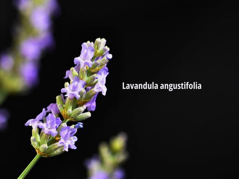 Silexan® aus dem Arzneilavendel - © Canva