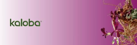 Kaloba Banner