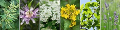 Phytotherapie Arzneipflanzen - © Schwabe Austria