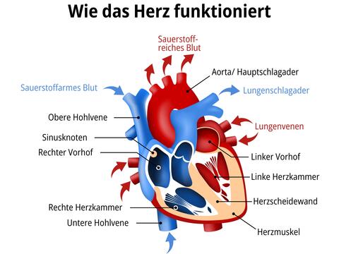 Wie das Herz funktioniert - © Canva