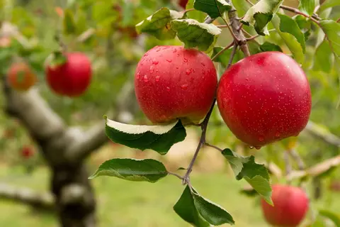 Apfel Phytoblog - © Canva