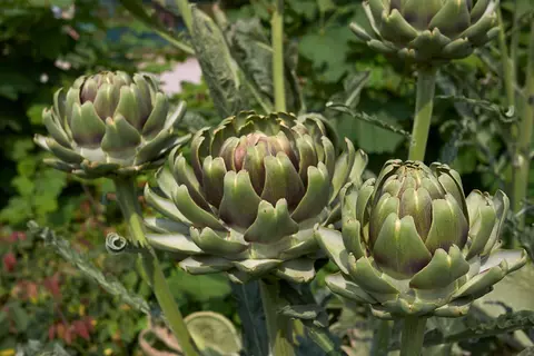 Artischocke Phytoblog - © Canva