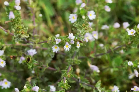 Augentrost Phytoblog - © Canva