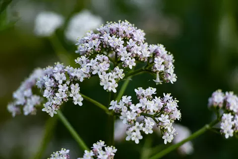 Baldrian im Garten - © Schwabe Austria