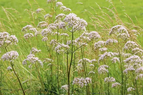 Baldrian Phytoblog - © Canva