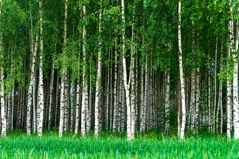 Birke Phytoblog - © Pink Badger/stock.adobe.com