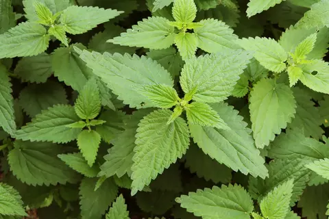 Brennnessel im Garten - © Schwabe Austria