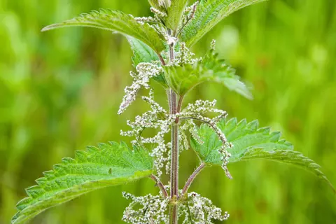 Brennnessel Phytoblog - © womue/stock.adobe.com