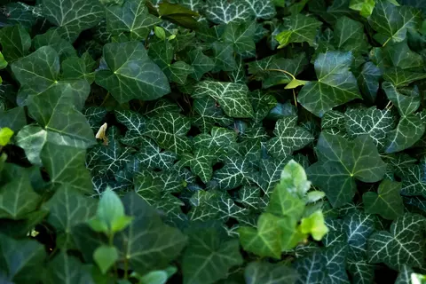 Efeu im Garten - © Schwabe Austria