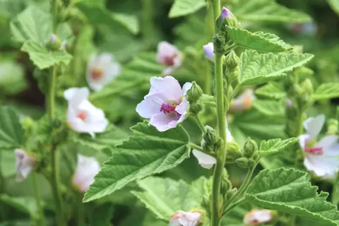 Eibisch Phytoblog - © Canva