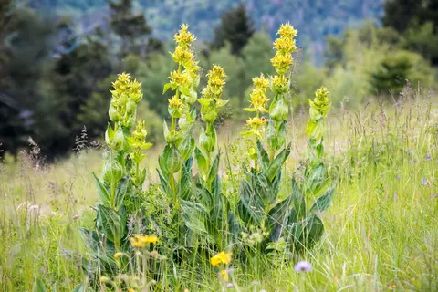 Enzian Phytoblog - © Canva