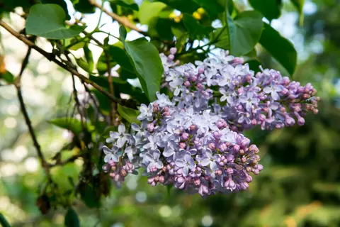 Flieder im Garten - © Canva