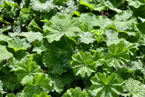 Frauenmantel Phytoblog - © Canva