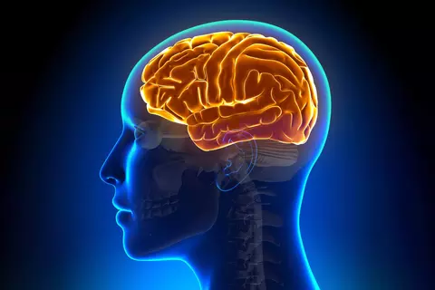 Unser Gehirn: Aufbau und Funktionen - © decade3d/stock.adobe.com