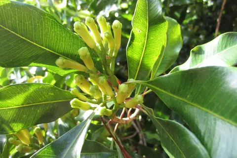 Gewürznelke Phytoblog - © Canva