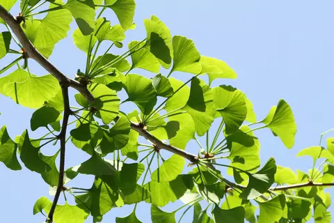 Ginkgo im Garten - © Schwabe Austria