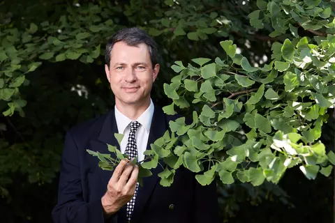 Ginkgo Phytoblog - © Johannes Hloch