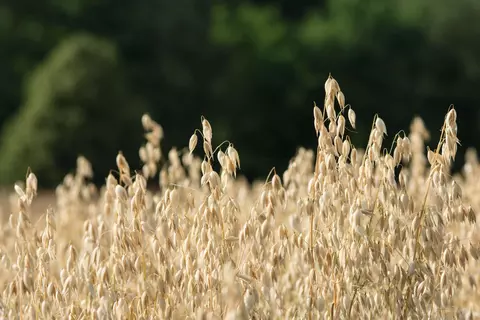 Hafer Phytoblog - © Canva