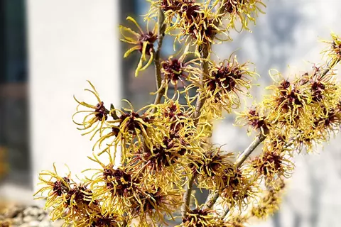 Hamamelis im Garten - © Schwabe Austria