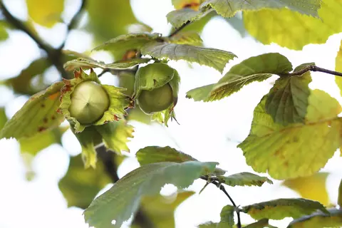 Haselnuss im Garten - © Canva