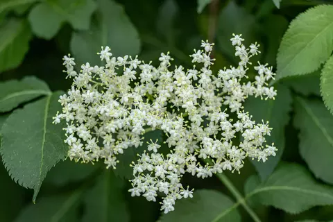 Holunder im Garten - © Schwabe Austria