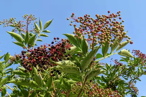 Holunder Phytoblog - © Schwabe Austria