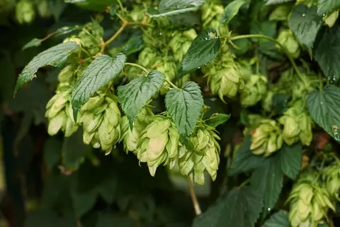 Hopfen im Garten - © Canva