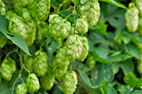 Hopfen Phytoblog - © Canva