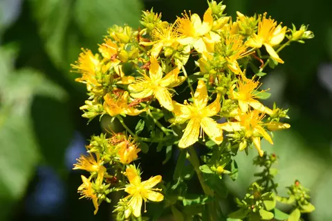 Johanniskraut im Garten - © Schwabe Austria