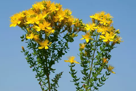 Johanniskraut Phytoblog - © Canva