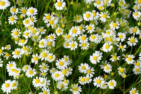 Kamille Phytoblog - © Canva