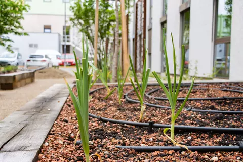 Knoblauch im Garten - © Schwabe Austria