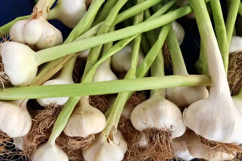 Knoblauch Phytoblog - © Canva