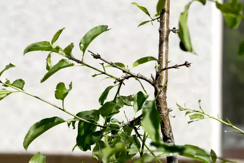 Kreuzdorn im Garten - © Schwabe Austria