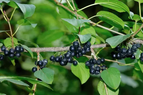 Kreuzdorn Phytoblog - © Canva