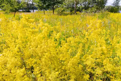 Labkraut Phytoblog - © Canva