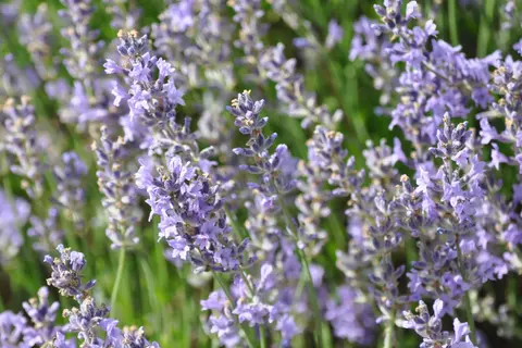 Lavendel im Garten - © Schwabe Austria