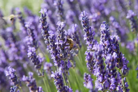 Lavendel Phytoblog - © blickwinkel2511/stock.adobe.com