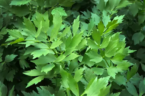 Liebstöckel im Garten - © Schwabe Austria