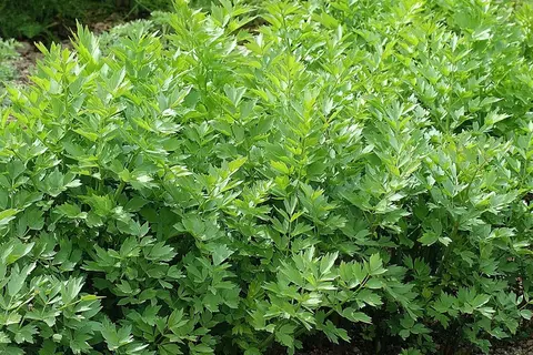 Liebstöckel Phytoblog - © Canva