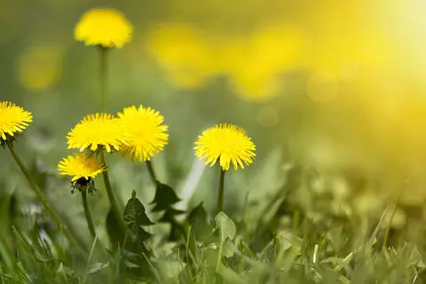 Löwenzahn Phytoblog - © Reddogs/stock.adobe.com